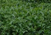 雅茶